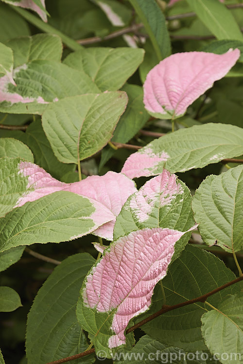 <i>Actinidia kolomikta</i>, a scrambling, semi-climbing, spring-flowering, deciduous shrub native to Japan, Korea and nearby parts of China and Russia. Its foliage usually shows irregular white variegations that become pink-flushed white age. The small cream flowers develop into bristly, rounded fruits reminiscent of small versions of those of its relative, the Kiwifruit (<i>Actinidia delisiosa</i>). Order: Ericales, Family: Actinidiaceae