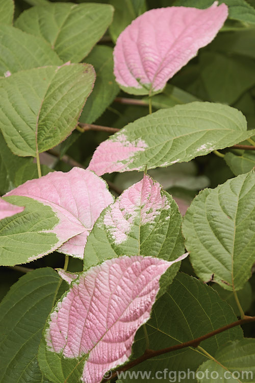 <i>Actinidia kolomikta</i>, a scrambling, semi-climbing, spring-flowering, deciduous shrub native to Japan, Korea and nearby parts of China and Russia. Its foliage usually shows irregular white variegations that become pink-flushed white age. The small cream flowers develop into bristly, rounded fruits reminiscent of small versions of those of its relative, the Kiwifruit (<i>Actinidia delisiosa</i>). Order: Ericales, Family: Actinidiaceae