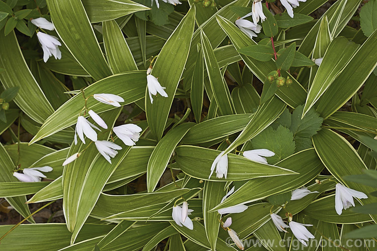 Bletilla striata 'Albostriata', a variegated form of the Chinese Ground. Orchid that has leaves with a fine white edge and very pale pink, almost white flowers. The parent species is a hardy terrestrial orchid native to Japan, China and Tibet that flowers in late spring and early summer and naturalises well in reasonably mild climates