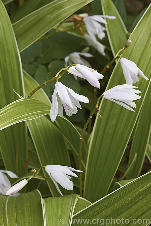 Bletilla striata 'Albostriata', a variegated form of the Chinese Ground. Orchid that has leaves with a fine white edge and very pale pink, almost white flowers. The parent species is a hardy terrestrial orchid native to Japan, China and Tibet that flowers in late spring and early summer and naturalises well in reasonably mild climates