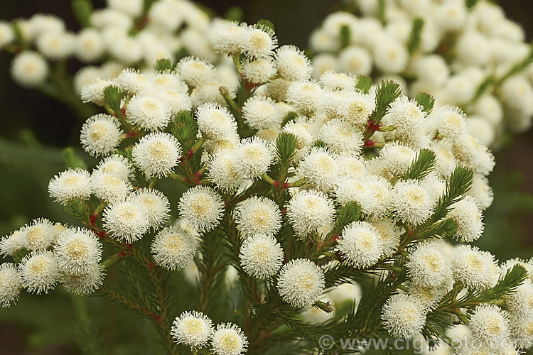 Berzelia lanuginosa, an evergreen 2m high. South African shrub with soft needle-like leaves. The individual flowers are very small but densely packed in spherical heads about 1cm in diameter. berzelia-2600htm'>Berzelia. <a href='bruniaceae-plant-family-photoshtml'>Bruniaceae</a>.