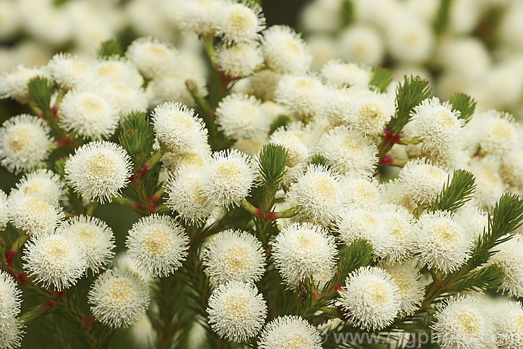 Berzelia lanuginosa, an evergreen 2m high. South African shrub with soft needle-like leaves. The individual flowers are very small but densely packed in spherical heads about 1cm in diameter. berzelia-2600htm'>Berzelia. <a href='bruniaceae-plant-family-photoshtml'>Bruniaceae</a>.