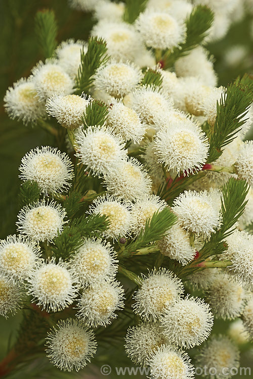 Berzelia lanuginosa, an evergreen 2m high. South African shrub with soft needle-like leaves. The individual flowers are very small but densely packed in spherical heads about 1cm in diameter. berzelia-2600htm'>Berzelia. <a href='bruniaceae-plant-family-photoshtml'>Bruniaceae</a>.