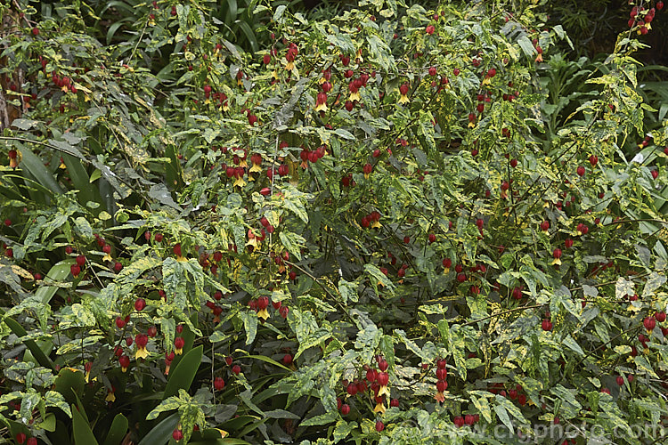 <i>Abutilon megapotamicum</i> 'Variegatum', a yellow-variegated form of the Trailing Abutilon, a rather untidy, spreading to semi-climbing evergreen 2m high shrub native to Brazil. Order: Malvales, Family: Malvaceae