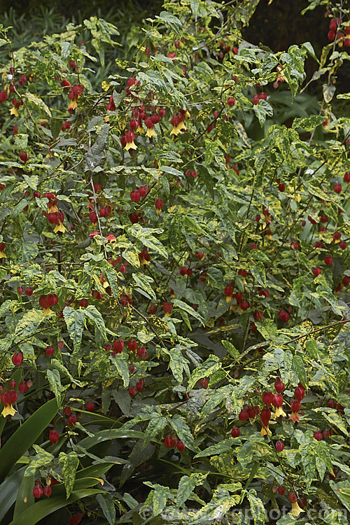 <i>Abutilon megapotamicum</i> 'Variegatum', a yellow-variegated form of the Trailing Abutilon, a rather untidy, spreading to semi-climbing evergreen 2m high shrub native to Brazil. Order: Malvales, Family: Malvaceae