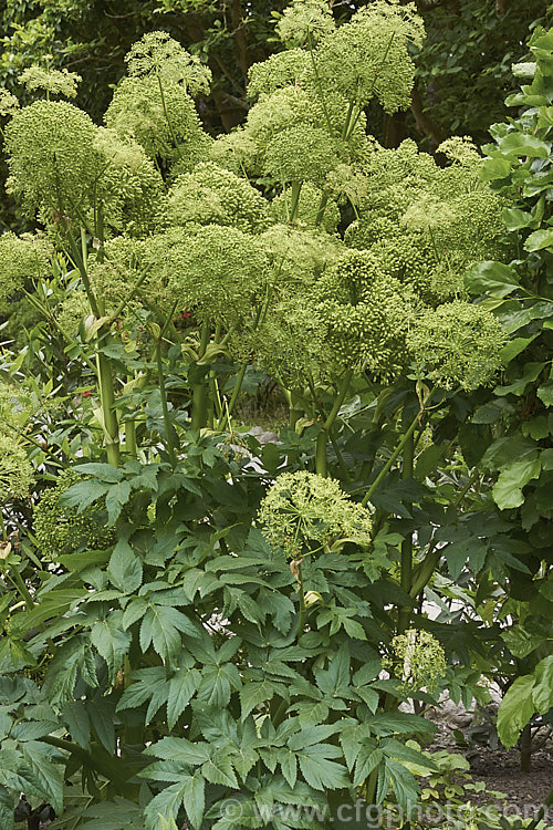 Angelica (<i>Angelica archangelica</i>), an herbaceous perennial found from Greenland through northern and eastern Europe to central Asia. Roots have medicinal uses, and the young stems are often candied