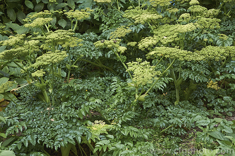 Angelica pachycarpa, an evergreen or near-evergreen spring-flowering perennial cultivated for its very glossy foliage, which is sometimes used as an ornamental garnish