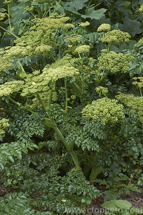 Angelica pachycarpa, an evergreen or near-evergreen spring-flowering perennial cultivated for its very glossy foliage, which is sometimes used as an ornamental garnish