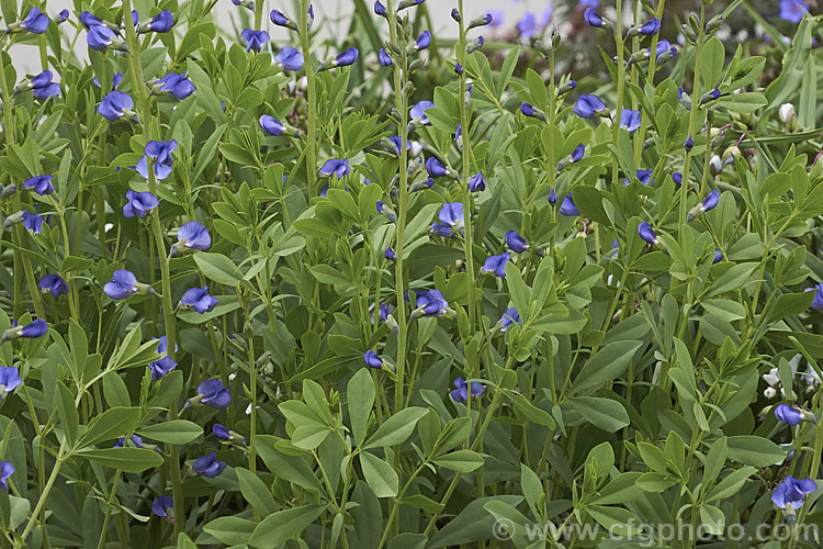 Blue False Indigo (<i>Baptisia australis var. minor [syn. Baptisia minor]), a late spring- to summer-flowering perennial from the eastern United States. It is very similar to the species but is only around 1m tall, rather than 15m. Most plants in cultivation are this form. baptisia-2594htm'>Baptisia.