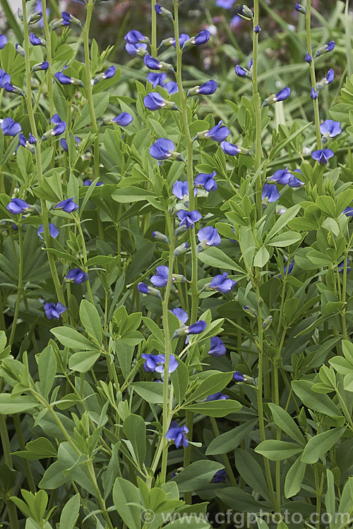 Blue False Indigo (<i>Baptisia australis var. minor [syn. Baptisia minor]), a late spring- to summer-flowering perennial from the eastern United States. It is very similar to the species but is only around 1m tall, rather than 15m. Most plants in cultivation are this form. baptisia-2594htm'>Baptisia.