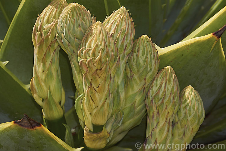 The developing inflorescences of Aloe polyphylla, a spring-flowering succulent native to Lesotho. It forms spiralled rosettes of pale-edged light green leaves to 30cm long. The 5cm long, red to pink (rarely yellow</i>) flowers are borne in branched inflorescences up to 60cm tall Order: Asparagales, Family: Asphodelaceae