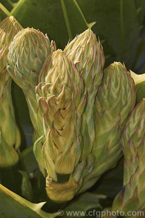 The developing inflorescences of Aloe polyphylla, a spring-flowering succulent native to Lesotho. It forms spiralled rosettes of pale-edged light green leaves to 30cm long. The 5cm long, red to pink (rarely yellow</i>) flowers are borne in branched inflorescences up to 60cm tall Order: Asparagales, Family: Asphodelaceae