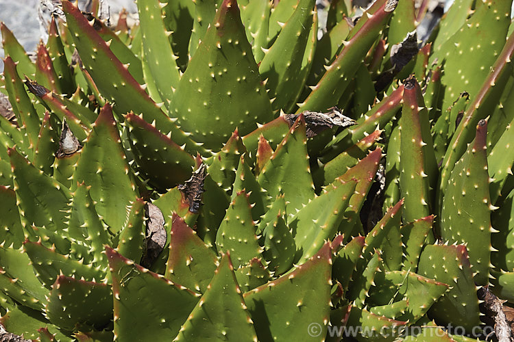 Gold-tooth. Aloe (<i>Aloe perfoliata</i>), a form of the species formerly known as Aloe mitriformis, which has now been incorporated with several other similar species into Aloe perfoliata. It is a low, evergreen, rosette-forming succulent native to the Cape region of South Africa. It is a spreading plant that can eventually grow to around 2m across. The flowers are orange-red and borne on stems up to 40cm tall. The leaves are edged and studded with yellow teeth. Order: Asparagales, Family: Asphodelaceae