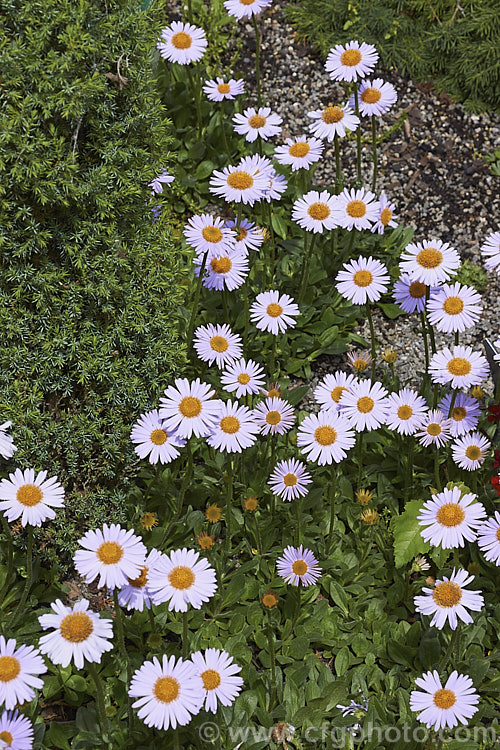 Aster flaccidus, a low, spreading, late spring-flowering perennial native to China and the Himalayan region at elevations up to 4500m. The small spatula-shaped leaves are short-stemmed and carpeting but the flowerheads are borne on erect stems op to 20cm high. aster-2378htm'>Aster.