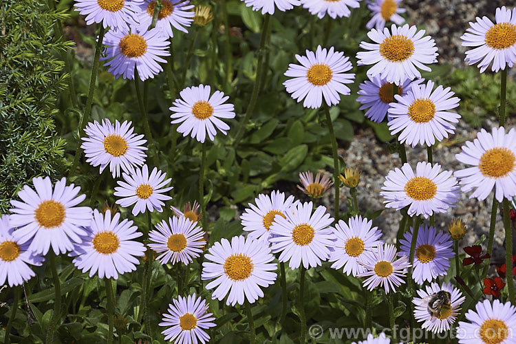 Aster flaccidus, a low, spreading, late spring-flowering perennial native to China and the Himalayan region at elevations up to 4500m. The small spatula-shaped leaves are short-stemmed and carpeting but the flowerheads are borne on erect stems op to 20cm high. aster-2378htm'>Aster.