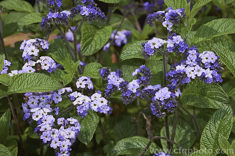 Cherry Pie or Heliotrope (<i>Heliotropium arborescens</i>), a perennial or subshrub that can reach 2m tall. Native to Peru, it is frost-tender and often treated as a summer annual. Order: Boraginales, Family: Boraginaceae