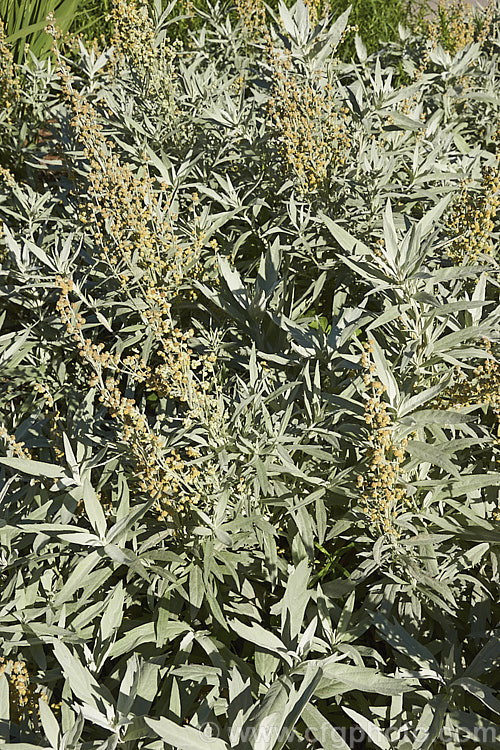 Artemisia ludoviciana 'Valerie. Finnis', a low-growing form of the western mugwort or white sage, a late spring-flowering perennial native to western North America. artemisia-2364htm'>Artemisia.