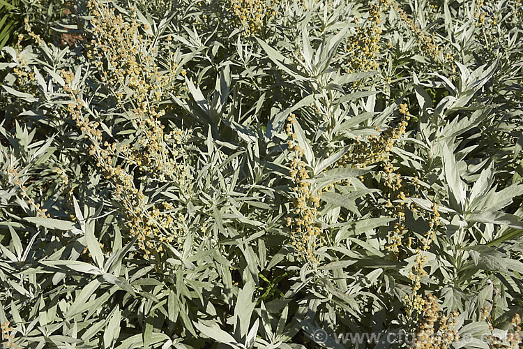 Artemisia ludoviciana 'Valerie. Finnis', a low-growing form of the western mugwort or white sage, a late spring-flowering perennial native to western North America. artemisia-2364htm'>Artemisia.