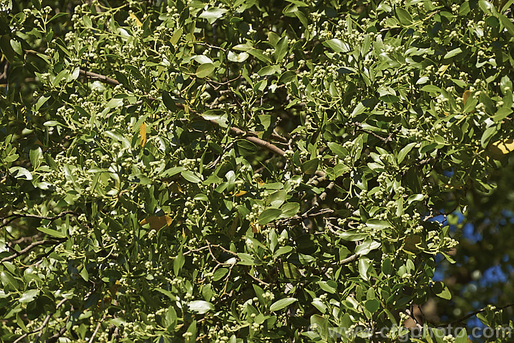 Soap Bark Tree or Soapbark (<i>Quillaja saponaria</i>), an evergreen tree native to the warmer parts of Chile. It can grow to 20m tall and produces clusters of starry cream flowers in early summer. The tree is known as soap bark as the saponin-rich inner bark may be dried, powdered and used as a soap substitute. The extract quillaia is used in a wide range of products, including foods, pharmaceuticals and cosmetics to maintain foaminess and viscosity.