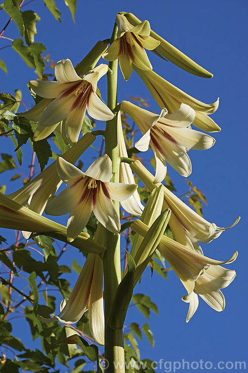 Giant Himalayan Lily (<i>Cardiocrinum giganteum</i>), an early summer-flowering Himalayan bulb that grows very quickly to over 3m high after disappearing completely over winter. The flowers are quite strongly scented, though because they are so high up the fragrance is not always noticeable. Order: Liliales, Family: Liliaceae