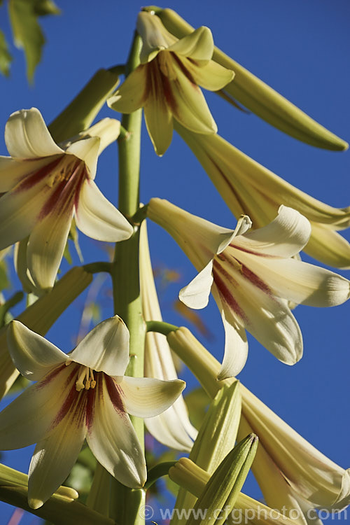 Giant Himalayan Lily (<i>Cardiocrinum giganteum</i>), an early summer-flowering Himalayan bulb that grows very quickly to over 3m high after disappearing completely over winter. The flowers are quite strongly scented, though because they are so high up the fragrance is not always noticeable. Order: Liliales, Family: Liliaceae