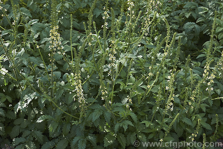 Agrimonia eupatoria 'Alba', a cream to pale yellow-flowered cultivar of the Common Agrimony, a rhizomatous perennial native to Europe, western Asia and north. Africa. It can develop into quite a large foliage clump. The leaflets are white-haired on the undersides. The flowers appear in late spring to early summer. agrimonia-2268htm'>Agrimonia.