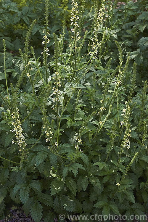 Agrimonia eupatoria 'Alba', a cream to pale yellow-flowered cultivar of the Common Agrimony, a rhizomatous perennial native to Europe, western Asia and north. Africa. It can develop into quite a large foliage clump. The leaflets are white-haired on the undersides. The flowers appear in late spring to early summer. agrimonia-2268htm'>Agrimonia.