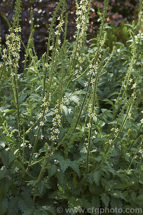 Agrimonia eupatoria 'Alba', a cream to pale yellow-flowered cultivar of the Common Agrimony, a rhizomatous perennial native to Europe, western Asia and north. Africa. It can develop into quite a large foliage clump. The leaflets are white-haired on the undersides. The flowers appear in late spring to early summer. agrimonia-2268htm'>Agrimonia.