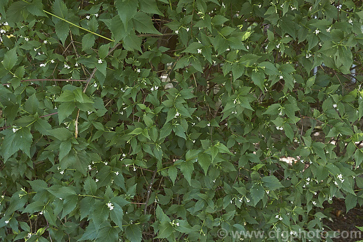 Zabelia dielsii (syns. Abelia dielsii, Abelia zanderi</i>), an evergreen, summer-flowering shrub native to China. The flowers are rather variable in colour, sometimes pure white but often quite pink and sometimes deep pink in bud. The bracts at the base of the flowers also often develop red tints. The flowers have a slight scent. zabelia-3706htm'>Zabelia. <a href='caprifoliaceae-plant-family-photoshtml'>Caprifoliaceae</a>.