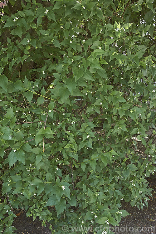 Zabelia dielsii (syns. Abelia dielsii, Abelia zanderi</i>), an evergreen, summer-flowering shrub native to China. The flowers are rather variable in colour, sometimes pure white but often quite pink and sometimes deep pink in bud. The bracts at the base of the flowers also often develop red tints. The flowers have a slight scent. zabelia-3706htm'>Zabelia. <a href='caprifoliaceae-plant-family-photoshtml'>Caprifoliaceae</a>.