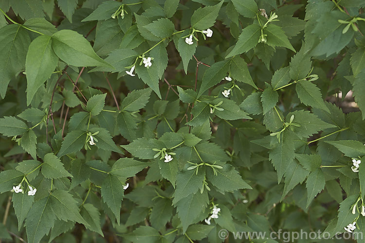 Zabelia dielsii (syns. Abelia dielsii, Abelia zanderi</i>), an evergreen, summer-flowering shrub native to China. The flowers are rather variable in colour, sometimes pure white but often quite pink and sometimes deep pink in bud. The bracts at the base of the flowers also often develop red tints. The flowers have a slight scent. zabelia-3706htm'>Zabelia. <a href='caprifoliaceae-plant-family-photoshtml'>Caprifoliaceae</a>.