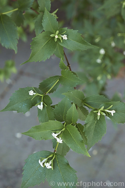 Zabelia dielsii (syns. Abelia dielsii, Abelia zanderi</i>), an evergreen, summer-flowering shrub native to China. The flowers are rather variable in colour, sometimes pure white but often quite pink and sometimes deep pink in bud. The bracts at the base of the flowers also often develop red tints. The flowers have a slight scent. zabelia-3706htm'>Zabelia. <a href='caprifoliaceae-plant-family-photoshtml'>Caprifoliaceae</a>.