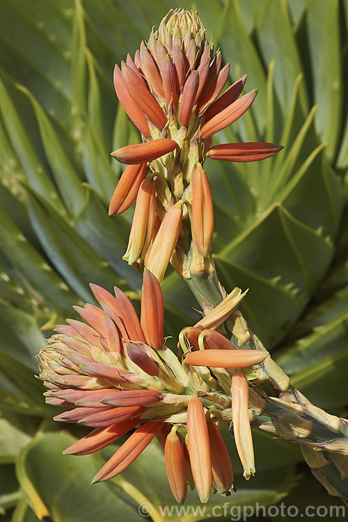 Aloe polyphylla, a spring-flowering succulent native to Lesotho. It forms spiralled rosettes of pale-edged light green leaves to 30cm long. The 5cm long, red to pink (rarely yellow</i>) flowers are borne in branched inflorescences up to 60cm tall Order: Asparagales, Family: Asphodelaceae