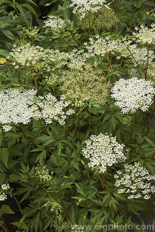 Japanese Angelica, Dong. Quai or Dang. Gui (<i>Angelica acutiloba</i>), a summer-flowering perennial native to Japan but also widely cultivated as a medicinal herb in China, Korea, Taiwan and Indonesia. It is readily distinguished by its sharply-lobed leaves and red-tinted stems. It grows to around 1m tall