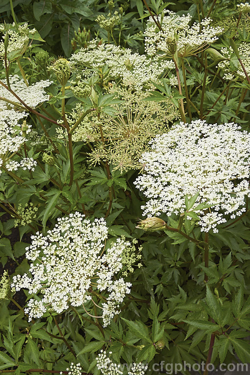 Japanese Angelica, Dong. Quai or Dang. Gui (<i>Angelica acutiloba</i>), a summer-flowering perennial native to Japan but also widely cultivated as a medicinal herb in China, Korea, Taiwan and Indonesia. It is readily distinguished by its sharply-lobed leaves and red-tinted stems. It grows to around 1m tall