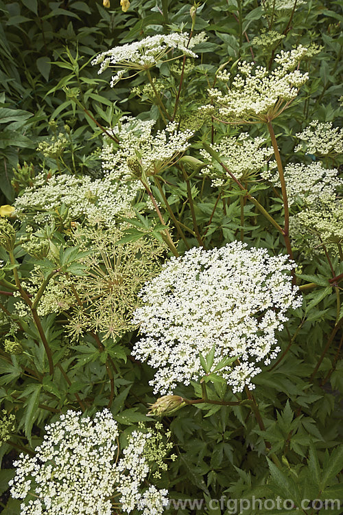 Japanese Angelica, Dong. Quai or Dang. Gui (<i>Angelica acutiloba</i>), a summer-flowering perennial native to Japan but also widely cultivated as a medicinal herb in China, Korea, Taiwan and Indonesia. It is readily distinguished by its sharply-lobed leaves and red-tinted stems. It grows to around 1m tall