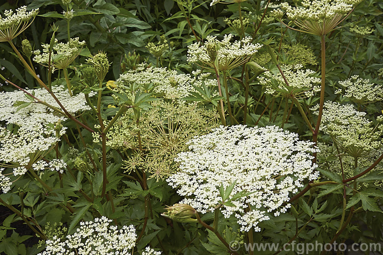 Japanese Angelica, Dong. Quai or Dang. Gui (<i>Angelica acutiloba</i>), a summer-flowering perennial native to Japan but also widely cultivated as a medicinal herb in China, Korea, Taiwan and Indonesia. It is readily distinguished by its sharply-lobed leaves and red-tinted stems. It grows to around 1m tall