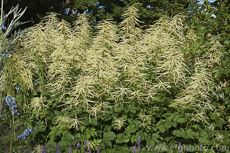 Goat's Beard (<i>Aruncus dioicus</i>), a 2m tall, summer-flowering herbaceous perennial found from central Europe to western Russia and the Caucasus In general appearance, it is like a giant. Astilbe