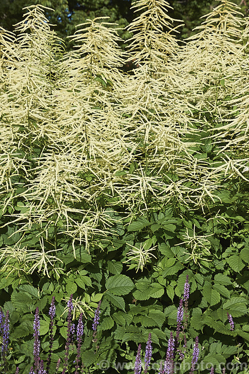 Goat's Beard (<i>Aruncus dioicus</i>), a 2m tall, summer-flowering herbaceous perennial found from central Europe to western Russia and the Caucasus In general appearance, it is like a giant. Astilbe