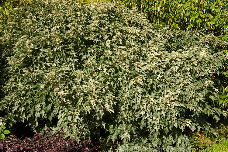 The early summer foliage of <i>Acer pseudoplatanus</i> 'Leopoldii'. Raised in 1864 in Belgium, this variegated cultivar of sycamore with cream and yellow foliage that is strongly pink tinted when young. The parent species is a 30-40m tall deciduous tree with a wide natural distribution in the Eurasian region. Order: Sapindales, Family: Sapindaceae