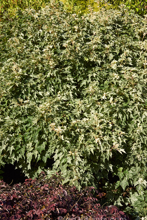 The early summer foliage of <i>Acer pseudoplatanus</i> 'Leopoldii'. Raised in 1864 in Belgium, this variegated cultivar of sycamore with cream and yellow foliage that is strongly pink tinted when young. The parent species is a 30-40m tall deciduous tree with a wide natural distribution in the Eurasian region. Order: Sapindales, Family: Sapindaceae