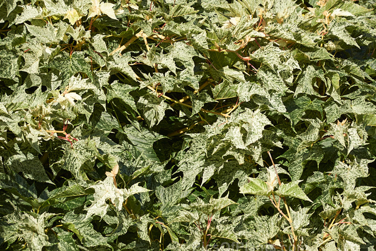 The early summer foliage of <i>Acer pseudoplatanus</i> 'Leopoldii'. Raised in 1864 in Belgium, this variegated cultivar of sycamore with cream and yellow foliage that is strongly pink tinted when young. The parent species is a 30-40m tall deciduous tree with a wide natural distribution in the Eurasian region. Order: Sapindales, Family: Sapindaceae