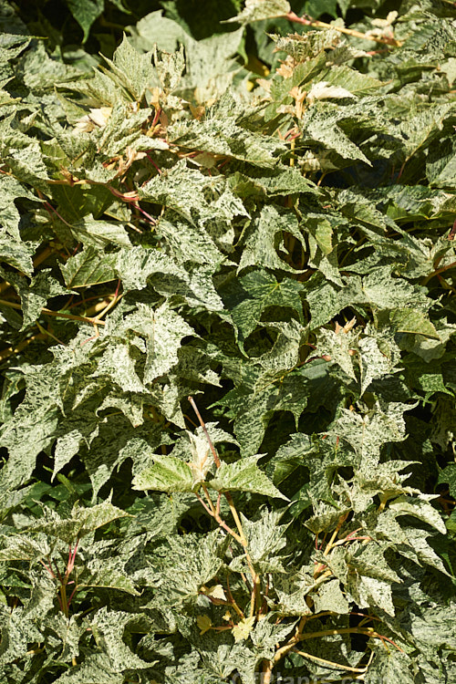 The early summer foliage of <i>Acer pseudoplatanus</i> 'Leopoldii'. Raised in 1864 in Belgium, this variegated cultivar of sycamore with cream and yellow foliage that is strongly pink tinted when young. The parent species is a 30-40m tall deciduous tree with a wide natural distribution in the Eurasian region. Order: Sapindales, Family: Sapindaceae