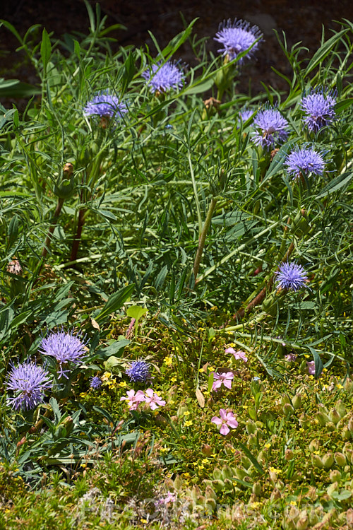 Distaff Thistle (<i>Carthamus mitissimus [syn. Cardunculus mitissimus]), a spring-flowering perennial. It is a low, spreading plant of the Asteraceae and is native to the Mediterranean region. Order: Asterales, Family: Asteraceae