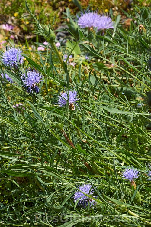 Distaff Thistle (<i>Carthamus mitissimus [syn. Cardunculus mitissimus]), a spring-flowering perennial. It is a low, spreading plant of the Asteraceae and is native to the Mediterranean region. Order: Asterales, Family: Asteraceae