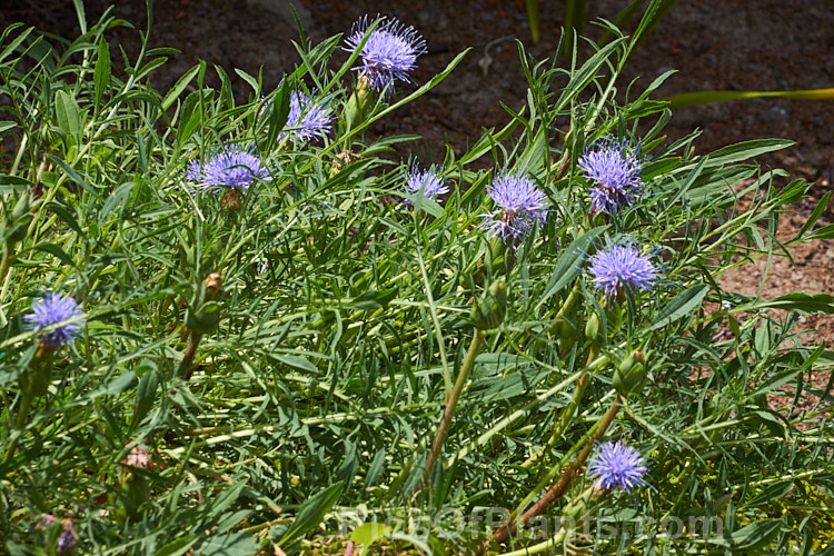 Distaff Thistle (<i>Carthamus mitissimus [syn. Cardunculus mitissimus]), a spring-flowering perennial. It is a low, spreading plant of the Asteraceae and is native to the Mediterranean region. Order: Asterales, Family: Asteraceae