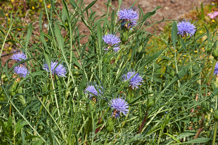 Distaff Thistle (<i>Carthamus mitissimus [syn. Cardunculus mitissimus]), a spring-flowering perennial. It is a low, spreading plant of the Asteraceae and is native to the Mediterranean region. Order: Asterales, Family: Asteraceae