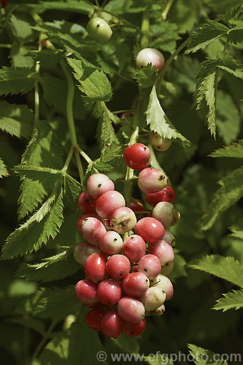 The maturing berries of the Red Baneberry or Chinaberry (<i>Actaea rubra</i>), a spring-flowering woodland perennial native to North America. The plant is around 45cm tall when in bloom and produced fluffy heads of tiny white flowers. The fruits that follow, which are poisonous, are initially pale green, becoming white and then finally turning to red. In forma <i>neglecta</i> the fruits remain white and do not redden, even when ripe. Order: Ranunculales, Family: Ranunculaceae