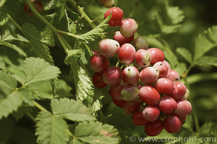 The maturing berries of the Red Baneberry or Chinaberry (<i>Actaea rubra</i>), a spring-flowering woodland perennial native to North America. The plant is around 45cm tall when in bloom and produced fluffy heads of tiny white flowers. The fruits that follow, which are poisonous, are initially pale green, becoming white and then finally turning to red. In forma <i>neglecta</i> the fruits remain white and do not redden, even when ripe. Order: Ranunculales, Family: Ranunculaceae