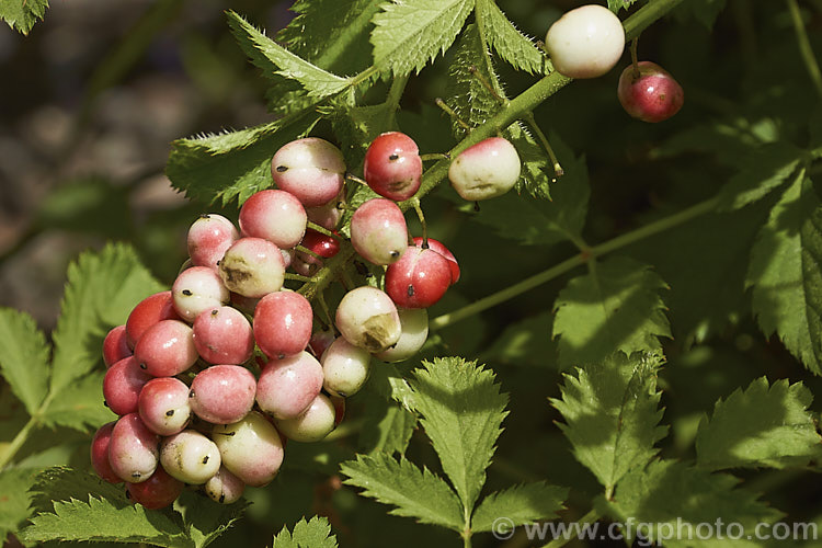 The maturing berries of the Red Baneberry or Chinaberry (<i>Actaea rubra</i>), a spring-flowering woodland perennial native to North America. The plant is around 45cm tall when in bloom and produced fluffy heads of tiny white flowers. The fruits that follow, which are poisonous, are initially pale green, becoming white and then finally turning to red. In forma <i>neglecta</i> the fruits remain white and do not redden, even when ripe. Order: Ranunculales, Family: Ranunculaceae